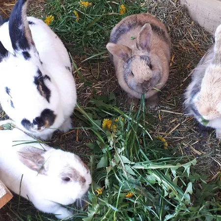 Hof Keppel, Der Stromlose Urlaub Gospodarstwo agroturystyczne *