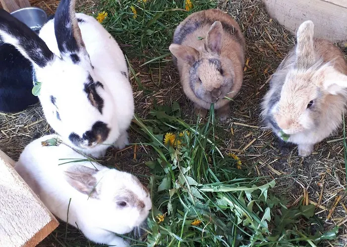 Hof Keppel, Der Stromlose Urlaub Κατάλυμα σε φάρμα *