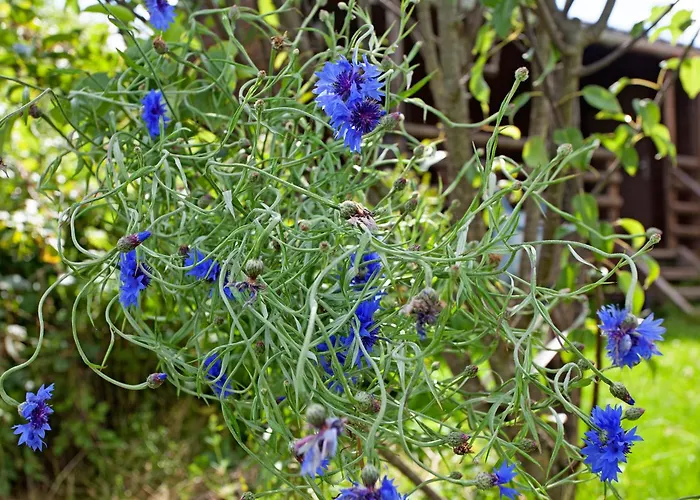 Hof Keppel, Der Stromlose Urlaub *